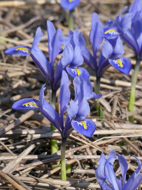 P1020164 - 2018_01_Flori de primavara