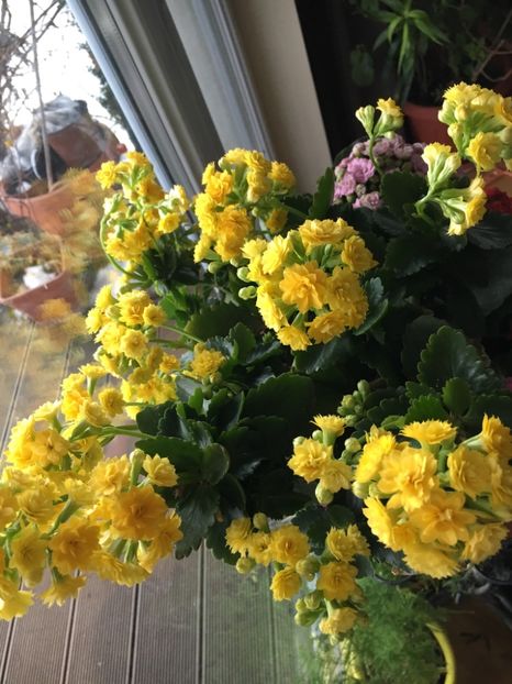 247A7893-43E6-47AF-B602-56314BF249CA - Kalanchoe 2018