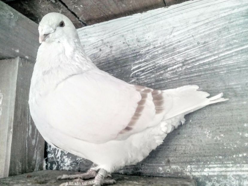  - - A - CRESCATOR POLIVALENT