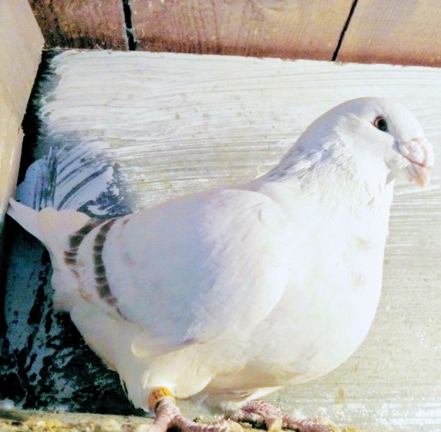  - - A - CRESCATOR POLIVALENT