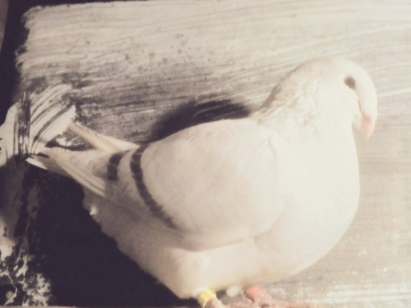  - - A - CRESCATOR POLIVALENT