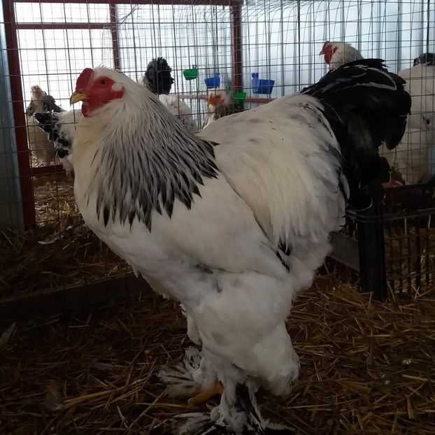  - Brahma Varietăţii pt 2018