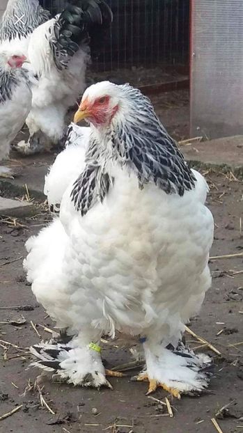 received_172682093541466 - Brahma Varietăţii pt 2018