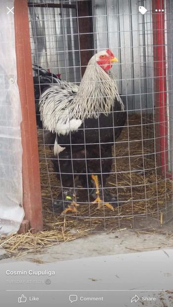 received_179247059536302 - Brahma Varietăţii pt 2018