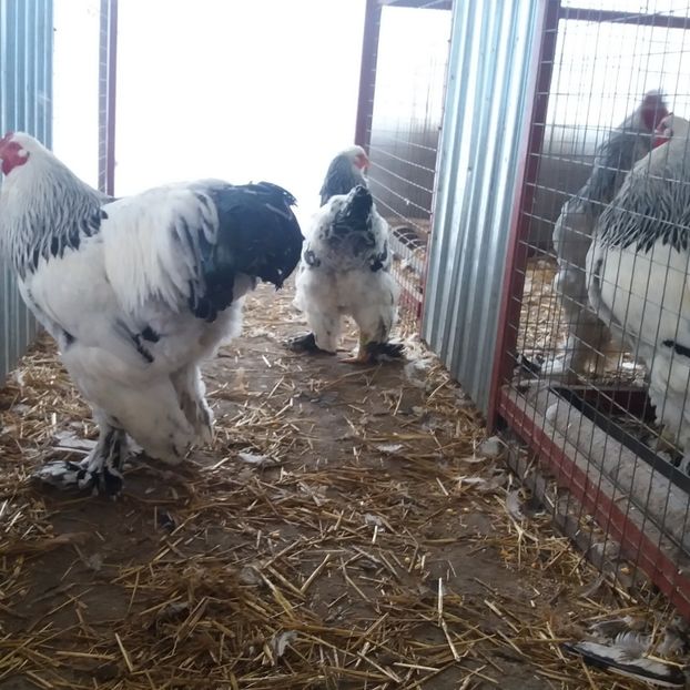 - Brahma Varietăţii pt 2018