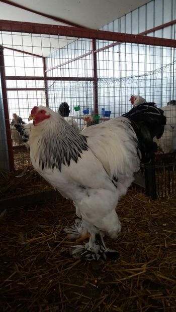29060759_2114257002141427_2317724109100198771_o - Brahma Varietăţii pt 2018