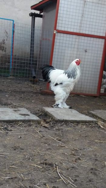 received_1631621763594656 - Brahma Varietăţii pt 2018