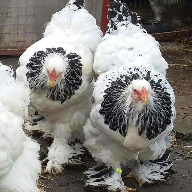 - Brahma Varietăţii pt 2018