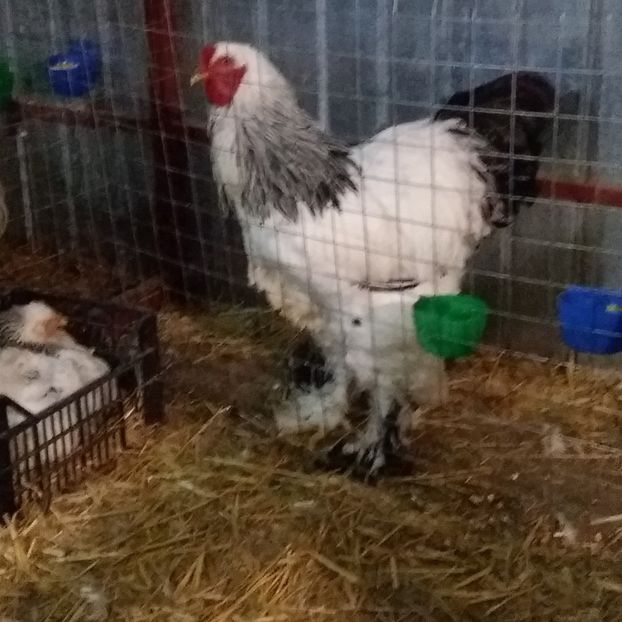  - Brahma Varietăţii pt 2018