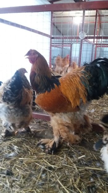  - Brahma Varietăţii pt 2018