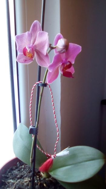  - 4 Picaturi de timp