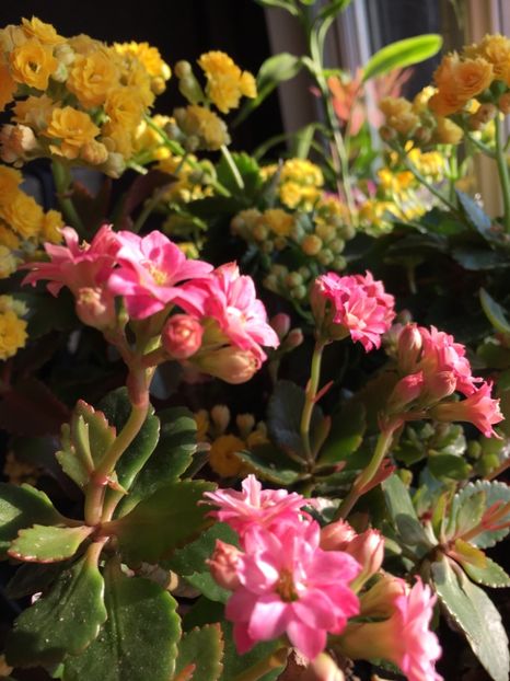 5EFB99D0-6EA9-4992-B9C7-89DEEB09CE65 - Kalanchoe 2018