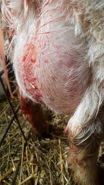 Ieduta prima fatare la 11 luni - Capre