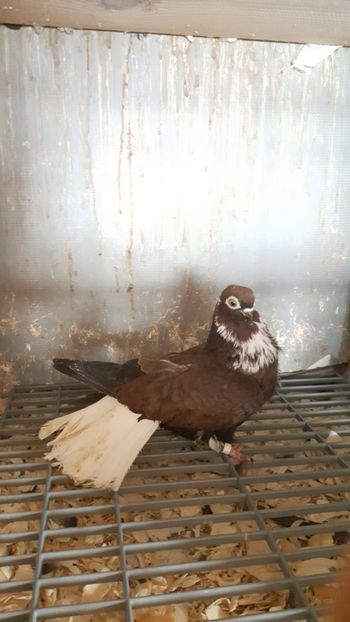  - Cafenii codalbi 2018