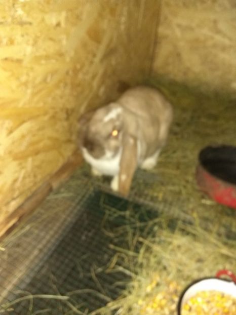 Thunder la aprox 6 luni - 03 Femela salander mantulat pe havana- Thunder