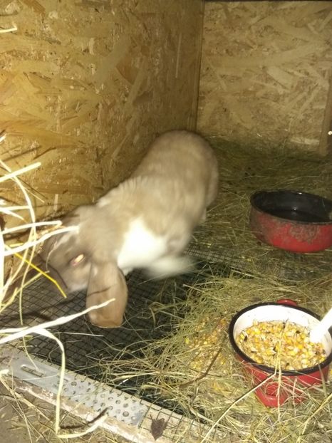  - 03 Femela salander mantulat pe havana- Thunder