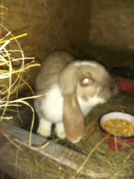  - 03 Femela salander mantulat pe havana- Thunder