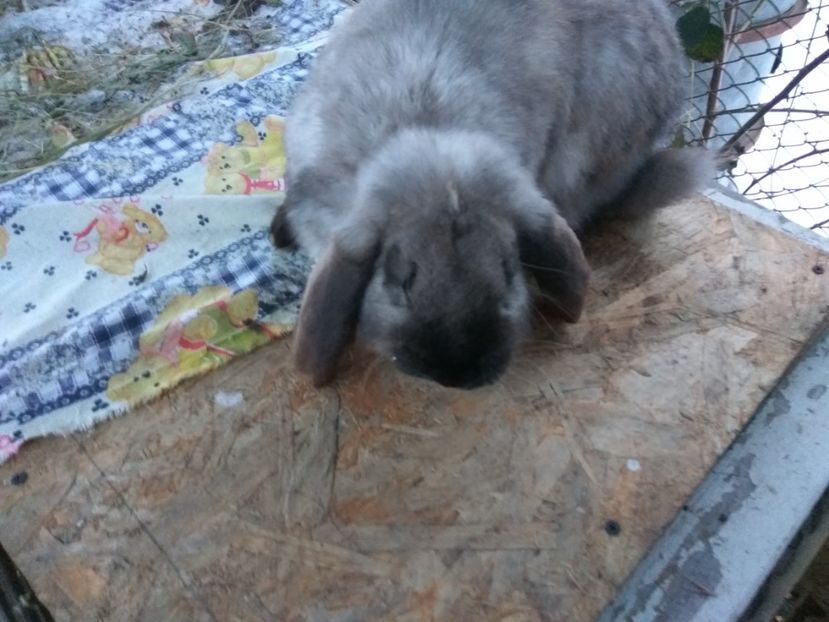 7 luni - 02 Mascul Sallander- NOR