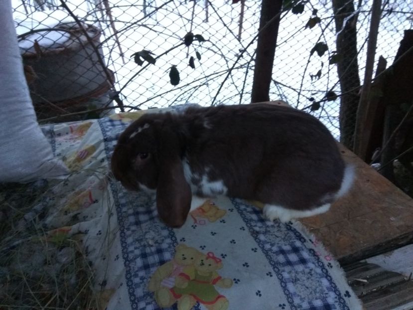 5 luni - 01 Mascul havana mantulat- FidelCastro