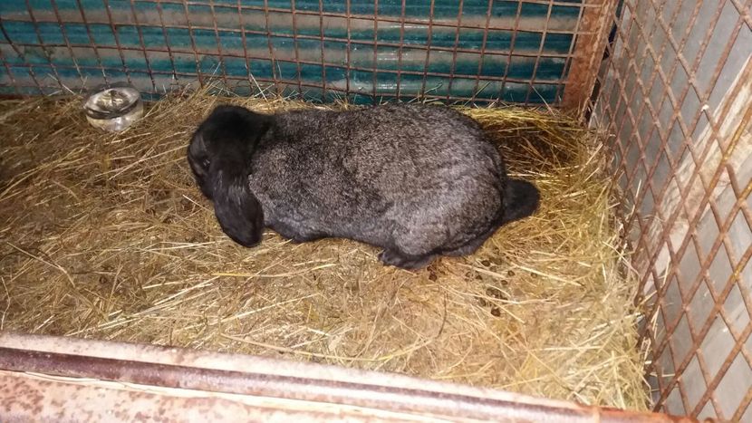 Aprox 8 luni - 06 Femela gri fier - Iron