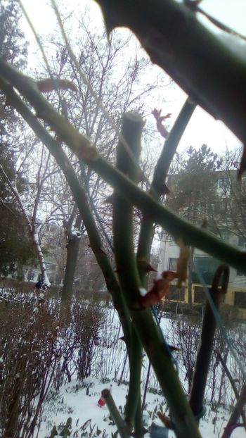  - Iarna primaverii noastre