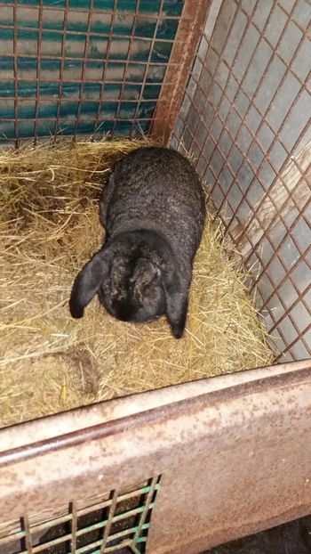 5,5 KG - 07 Femela gri fier- GREY