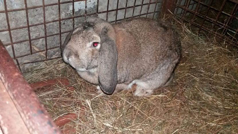 1, 5 ani - 03 Mascul agoutti