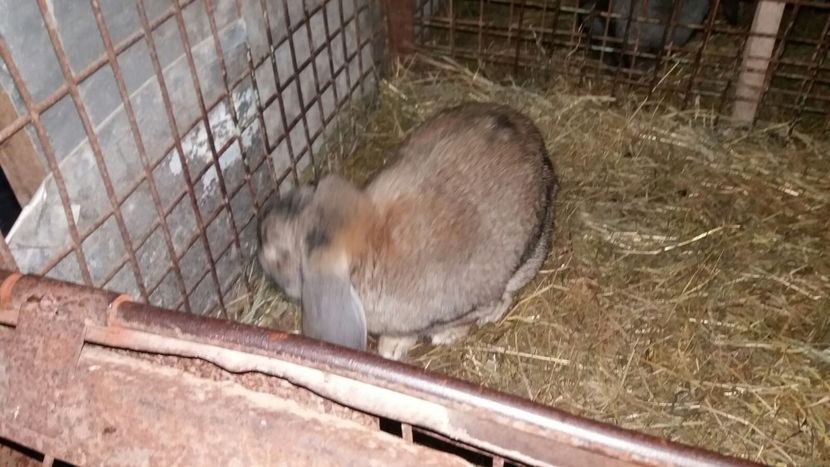 6 kg - 03 Mascul agoutti