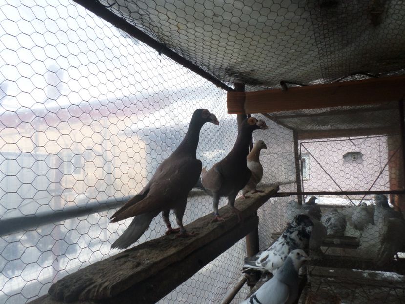 SAM_5056 - CARIERI 2019