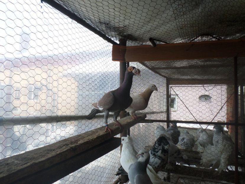 SAM_5058 - CARIERI 2019