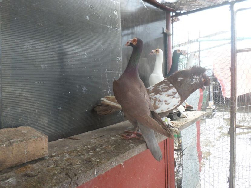 SAM_5063 - CARIERI 2019