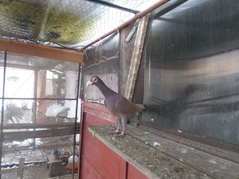 SAM_5066 - CARIERI 2019