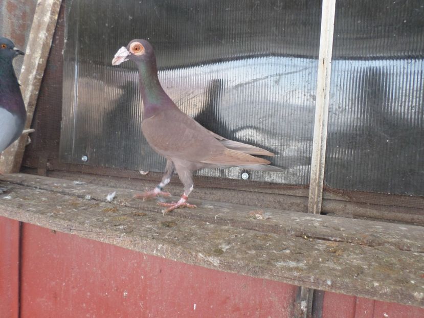 SAM_5068 - CARIERI 2019