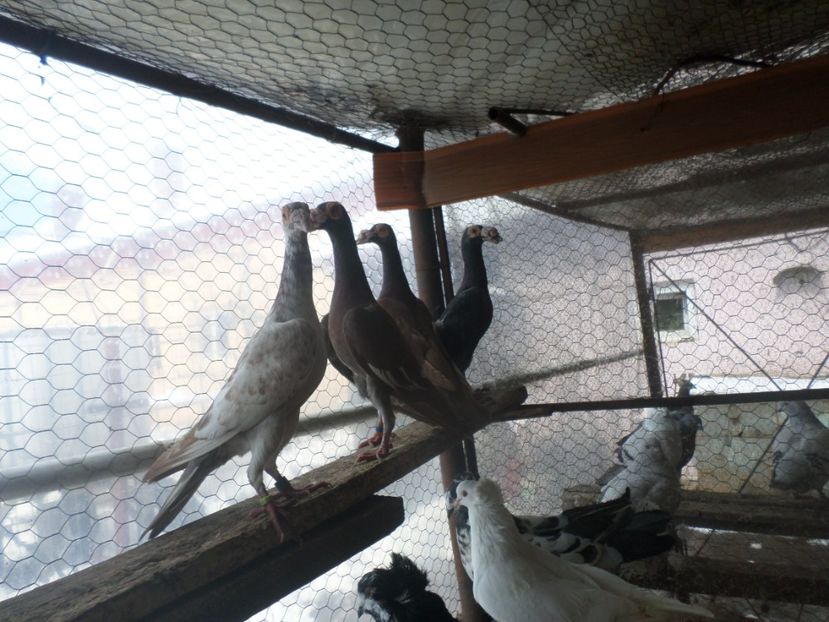 SAM_5069 - CARIERI 2019