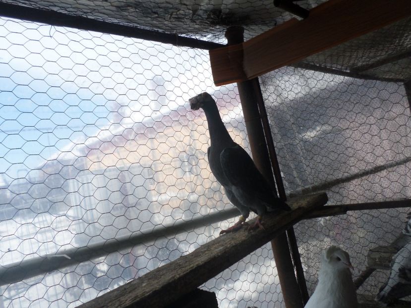 SAM_5070 - CARIERI 2019