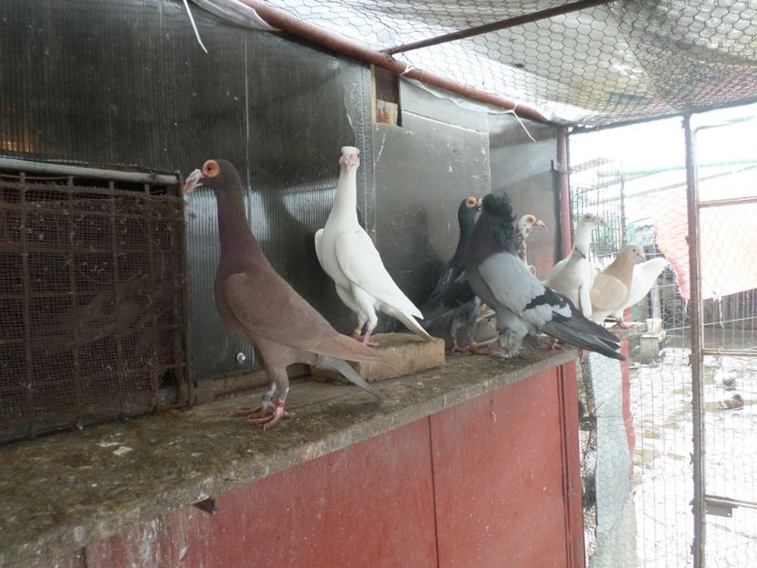 SAM_5071 - CARIERI 2019