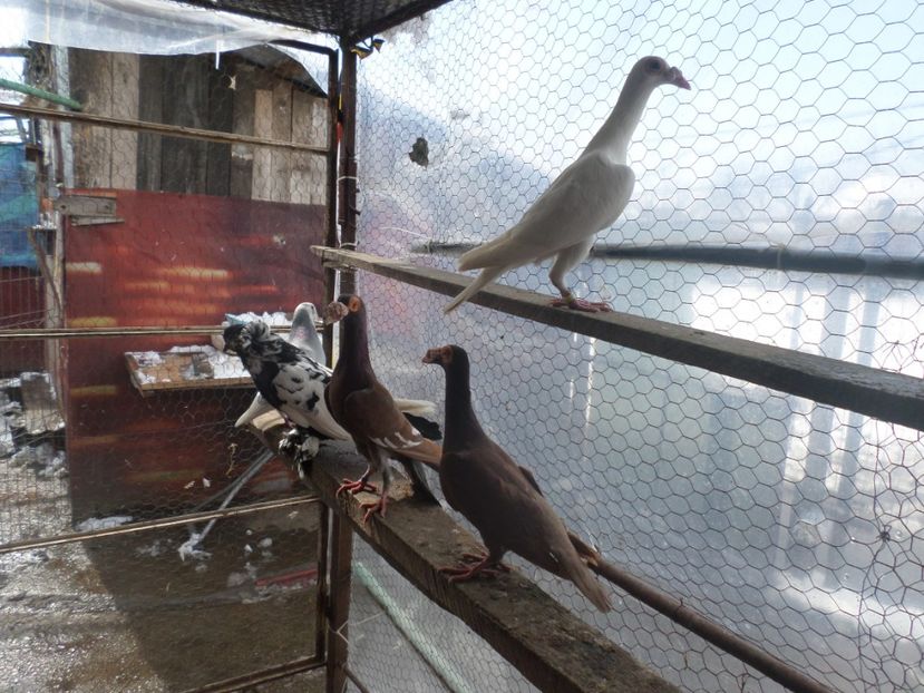 SAM_5073 - CARIERI 2019