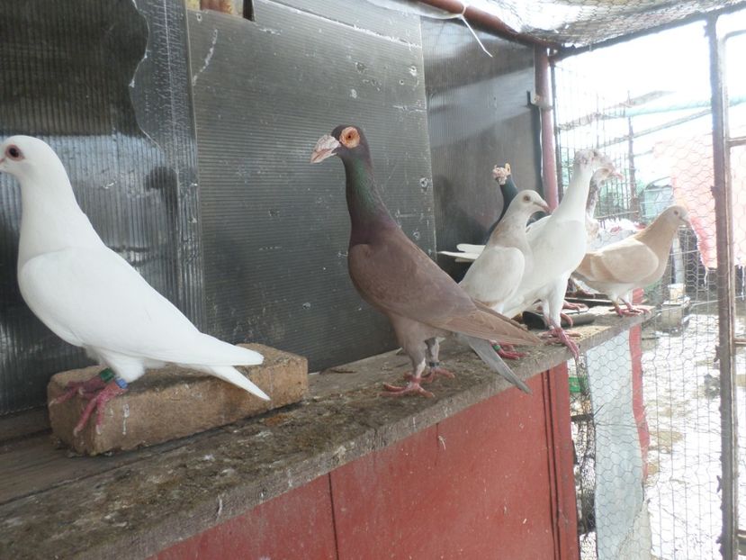 SAM_5074 - CARIERI 2019