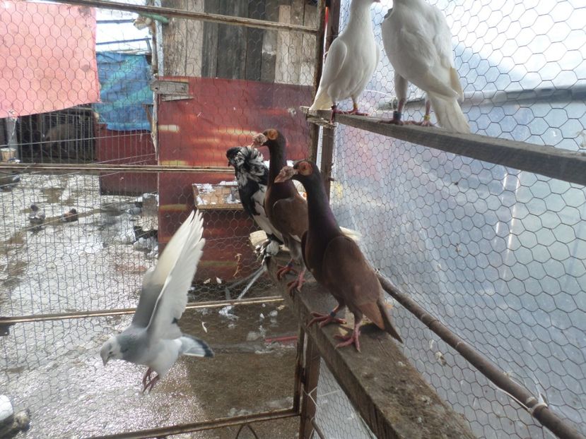 SAM_5075 - CARIERI 2019