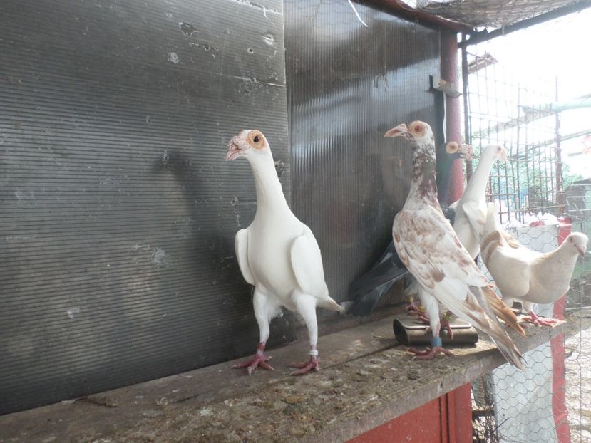 F 17 PIST.PE ROSU PER 4 - CARIERI 2019