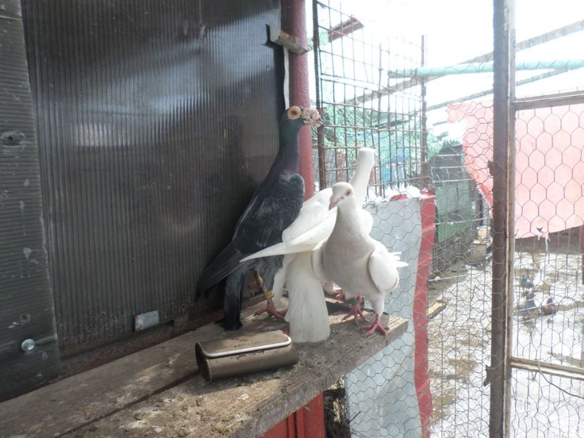 SAM_5079 - CARIERI 2019