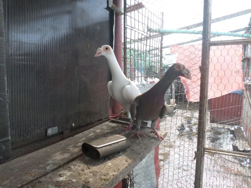 SAM_5080 - CARIERI 2019