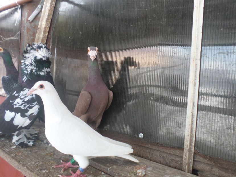 SAM_5082 - CARIERI 2019