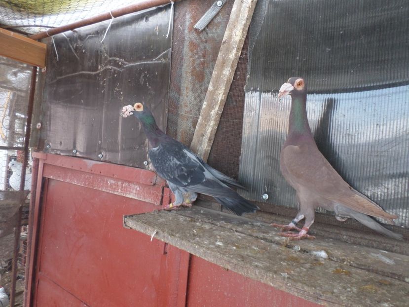 SAM_5084 - CARIERI 2019