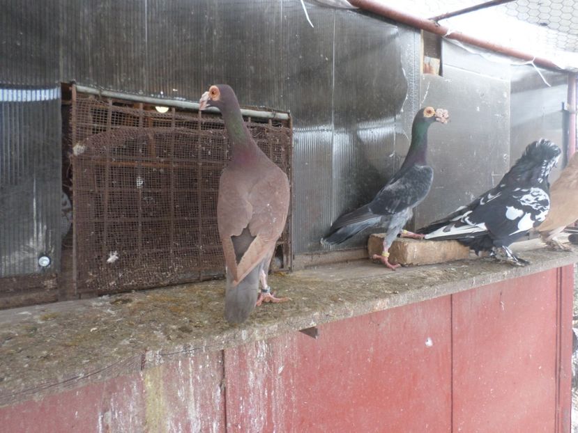 SAM_5085 - CARIERI 2019