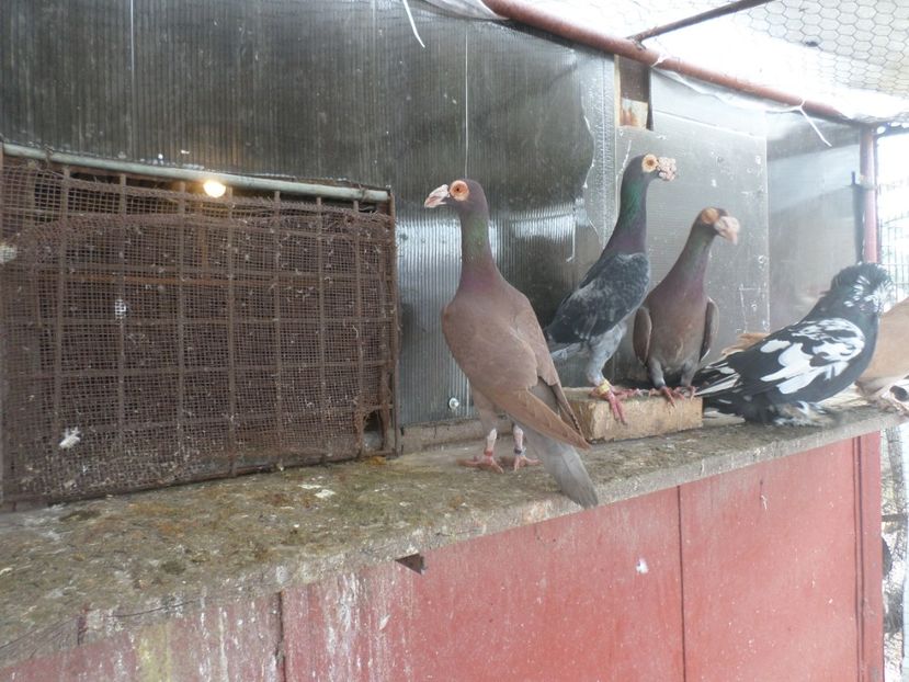 SAM_5086 - CARIERI 2019