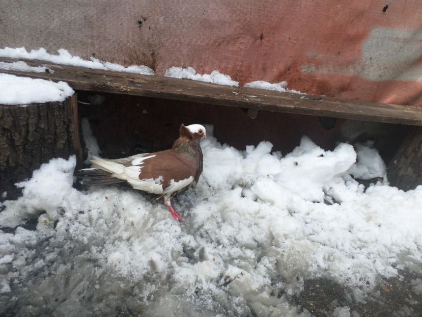 SAM_5090 - JUCATORI DE KOMAROM