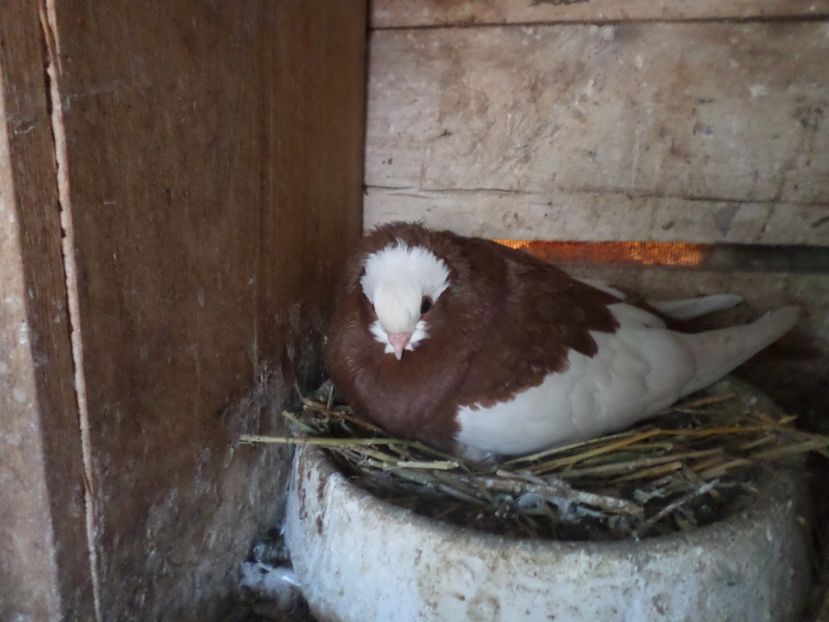 SAM_5091 - JUCATORI DE KOMAROM