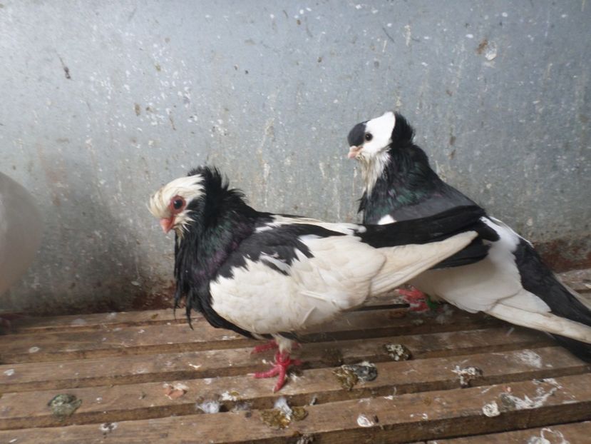 SAM_5093 - JUCATORI DE KOMAROM