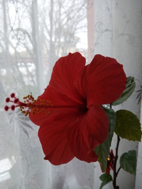 20.03.018 - HIBISCUSi -2018